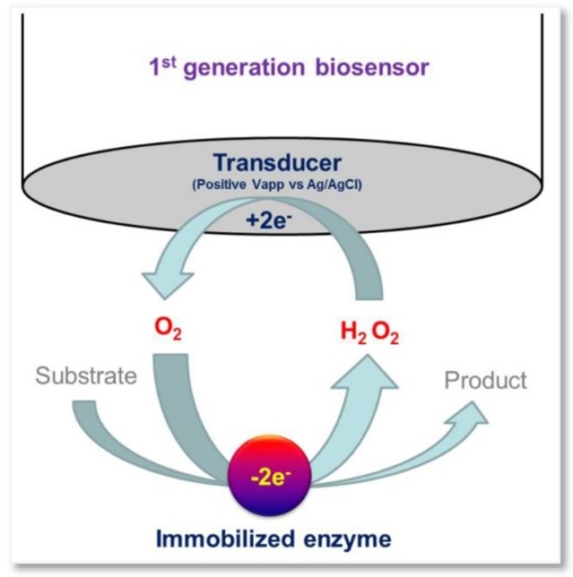 Operating principle of an enzyme-based first-generation glucose biosensor