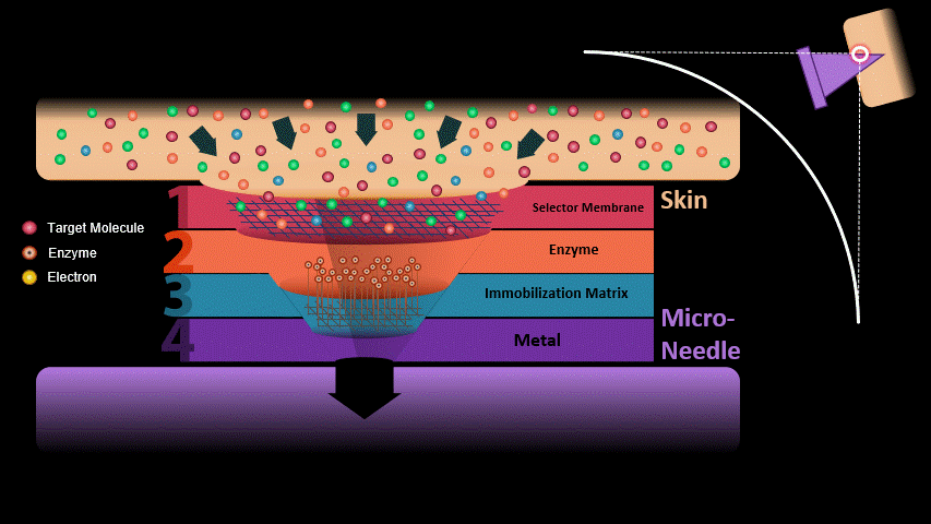 Animated illustration of the biosensor working principle through the skin