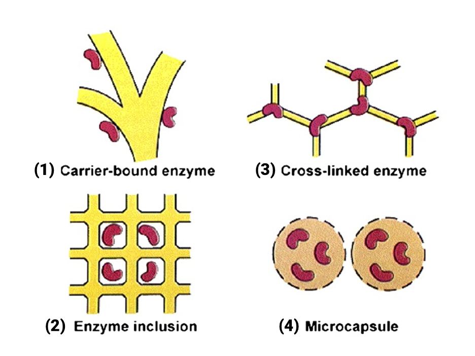 Diagrams of enzyme immobilization methods