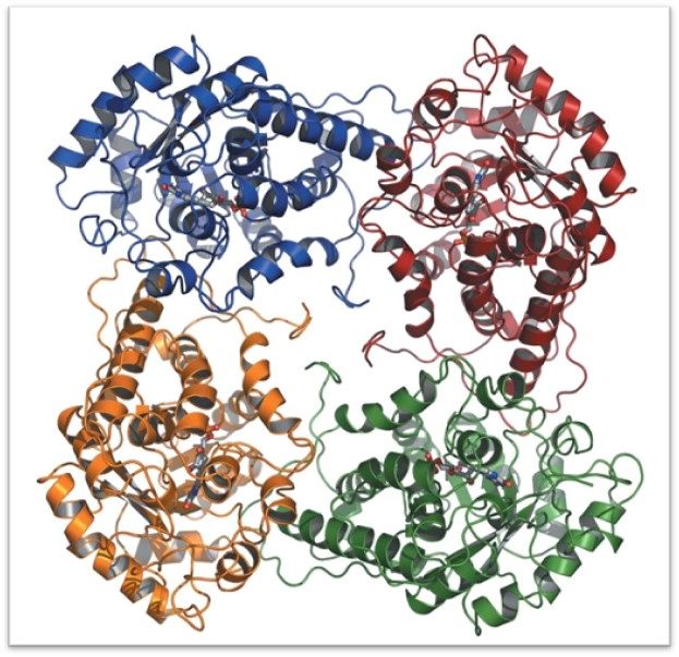 Representation of the lactate oxidase molecule