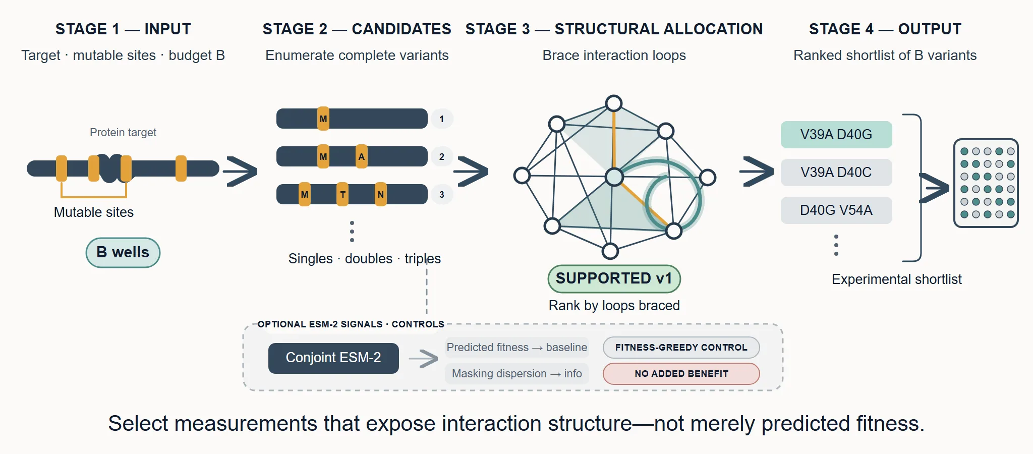 Workflow from a protein target and mutation budget through conjoint ESM-2 scoring and an epistasis graph to a ranked experimental shortlist