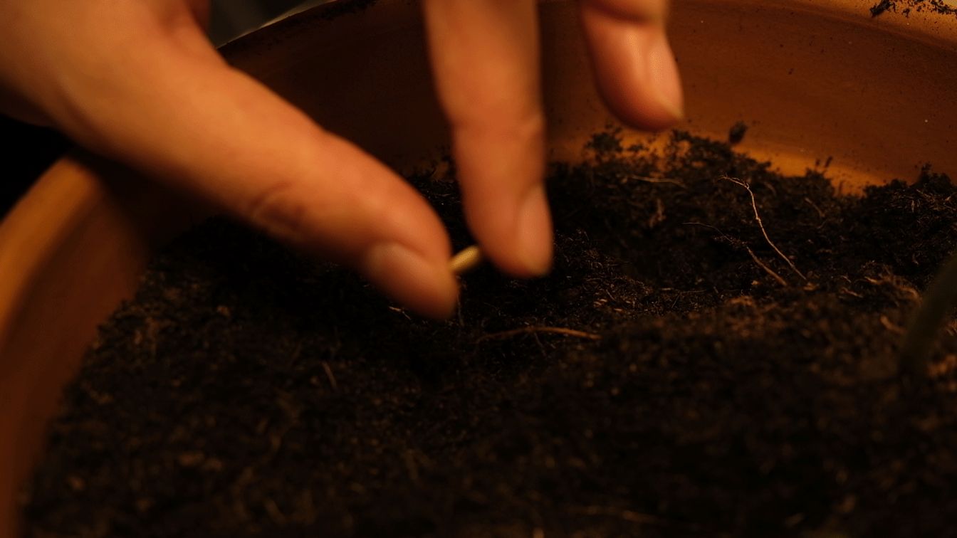 Green-Grown placed in a pot with a planted seed